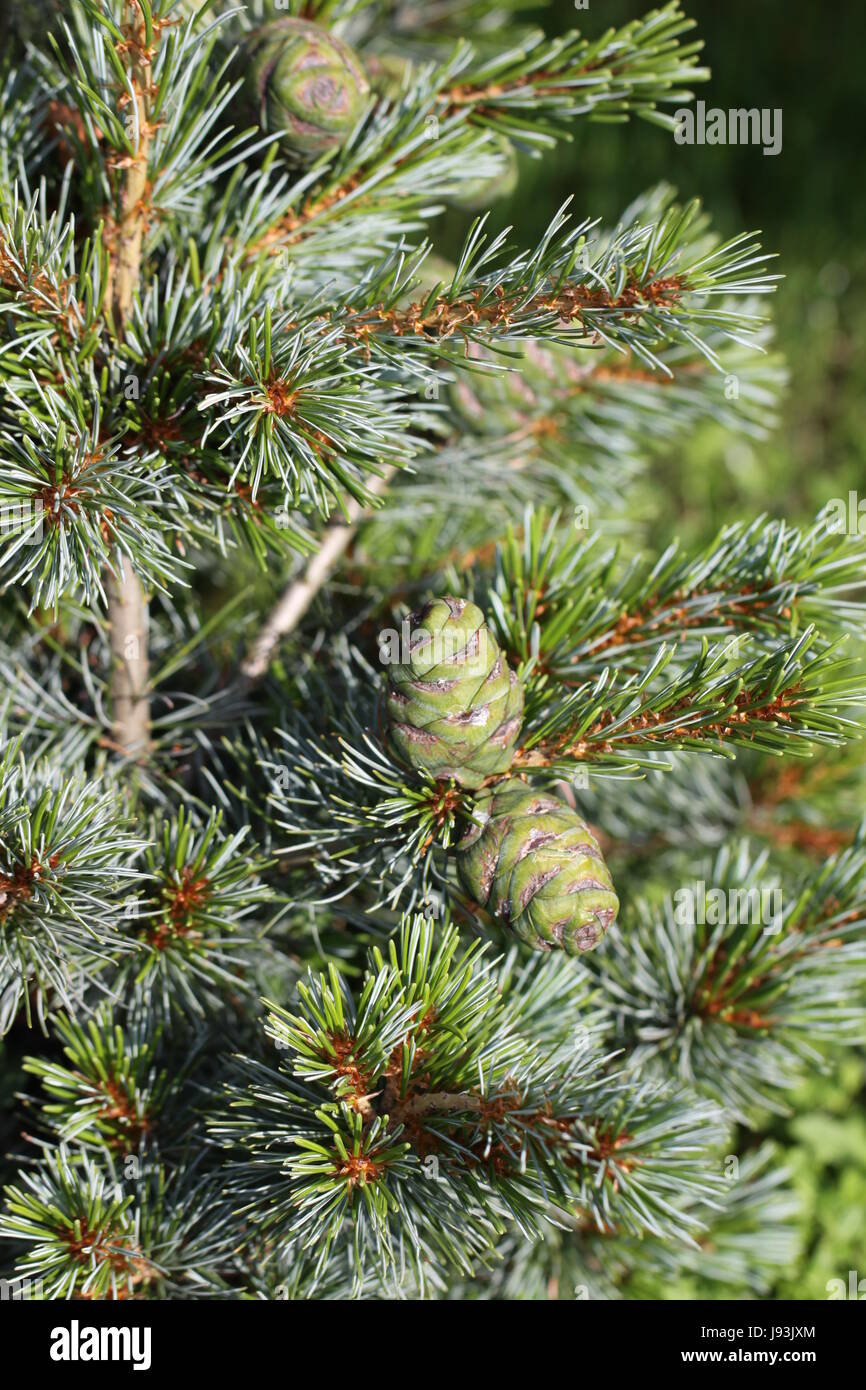 31+ Kleine Koniferen Garten, Kleinere formschöne koniferen sind im