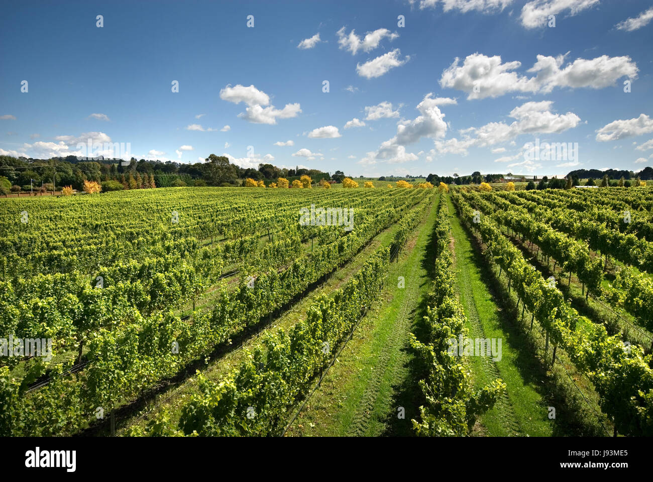 Baum, Bäume, Blätter, farbig, bunt, wunderschön, vielfältig, reich Stockfoto