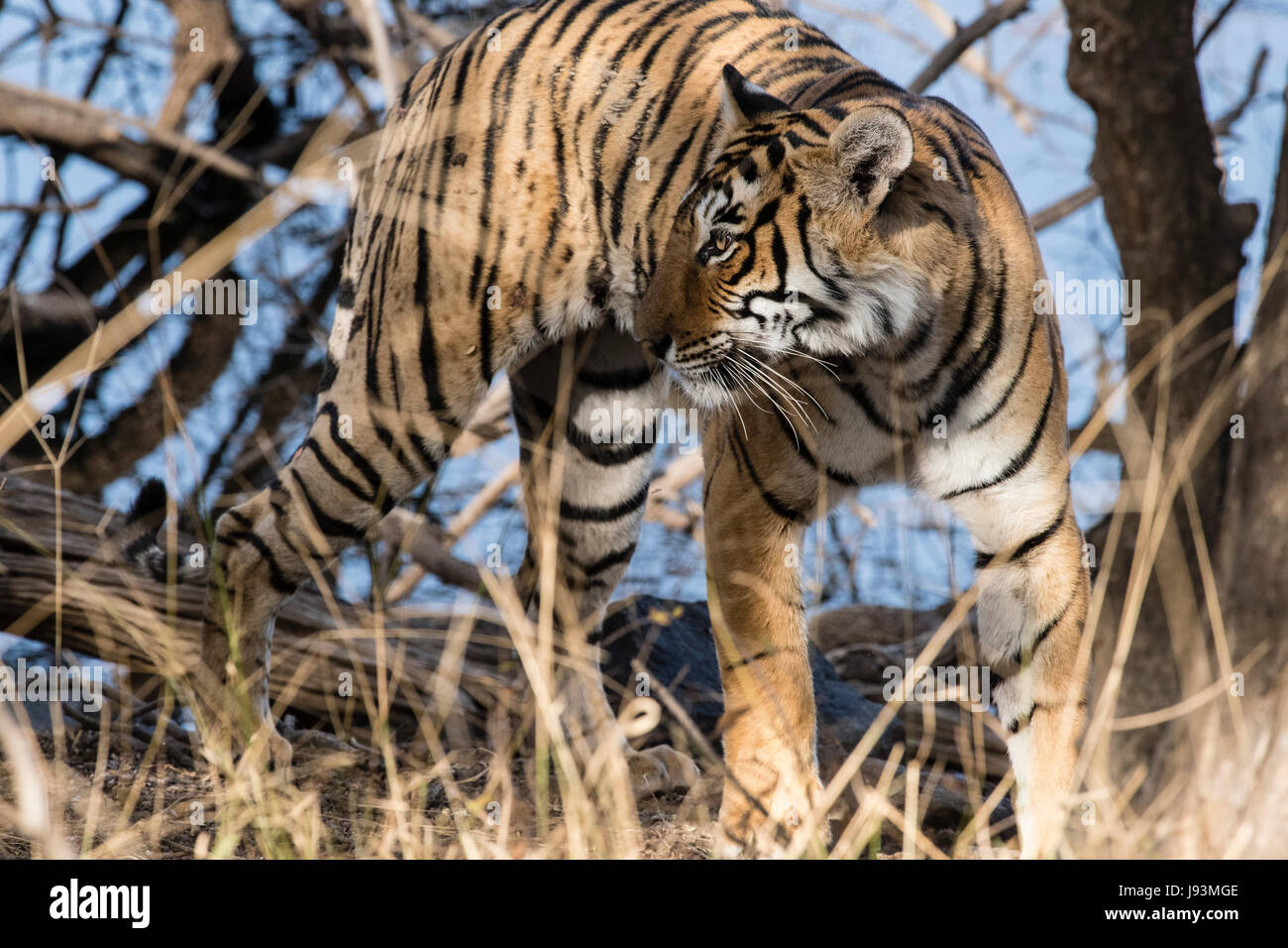 Wild tiger Stockfoto