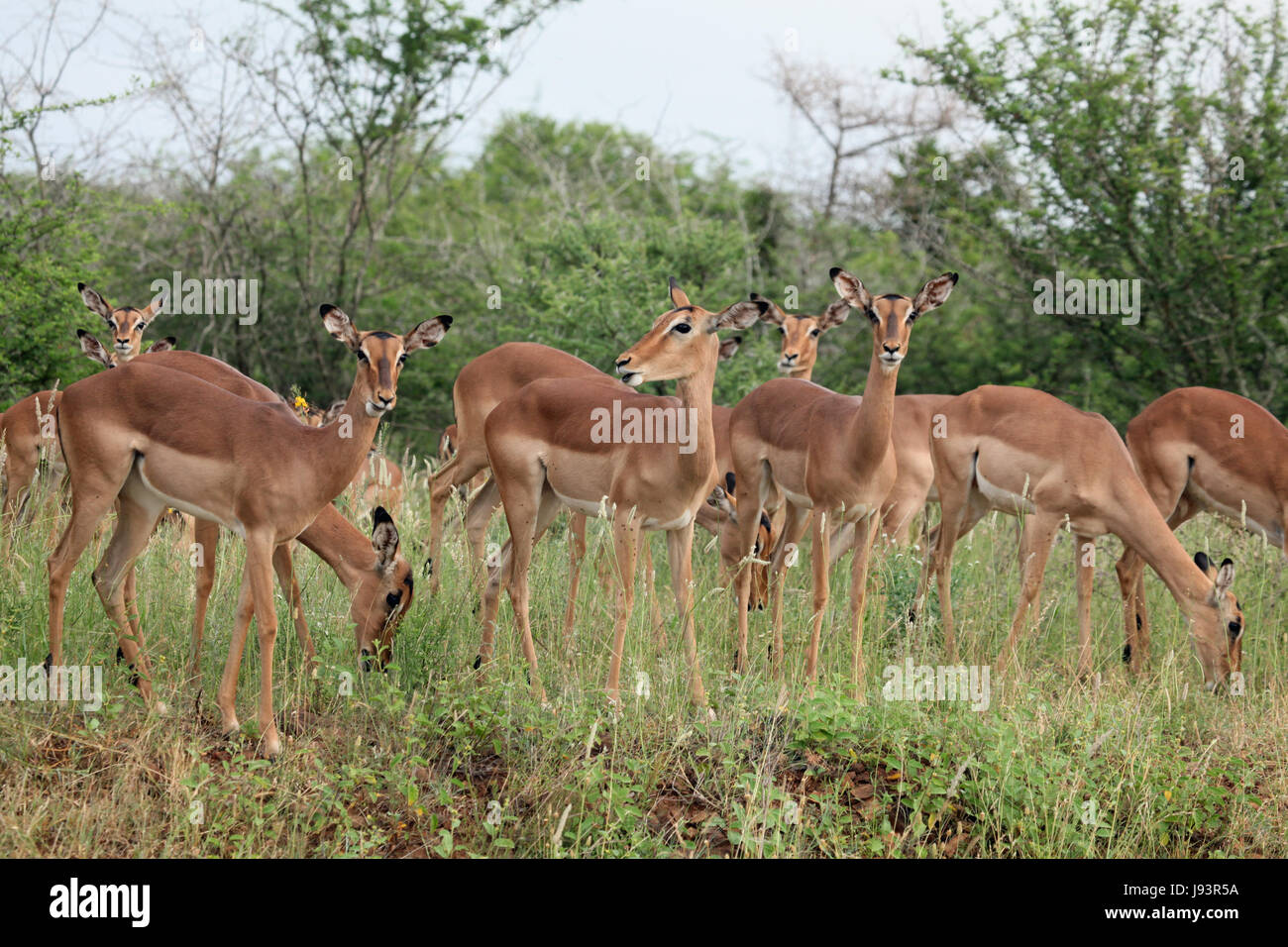 Weiblich, Süd Afrika, Safari, Herde, Antilope, Weiblich, Süd-Afrika, Safari, Stockfoto