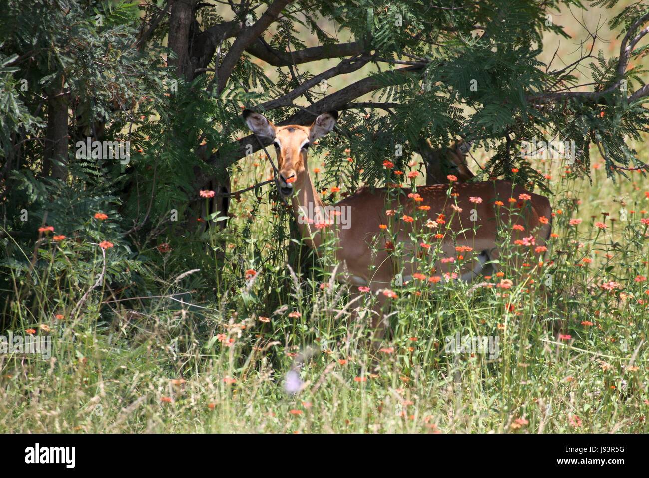 Weiblich, Blüten, Süd-Afrika, Safari, Antilope, bluten, Weiblich, Blüten, Stockfoto