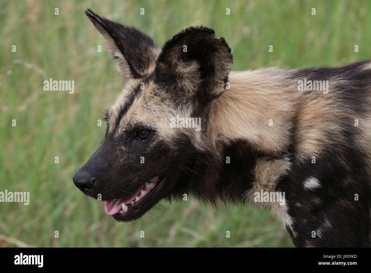 Südafrika, droht, Südafrika, droht, Afrikanischer Wildhund, Stockfoto