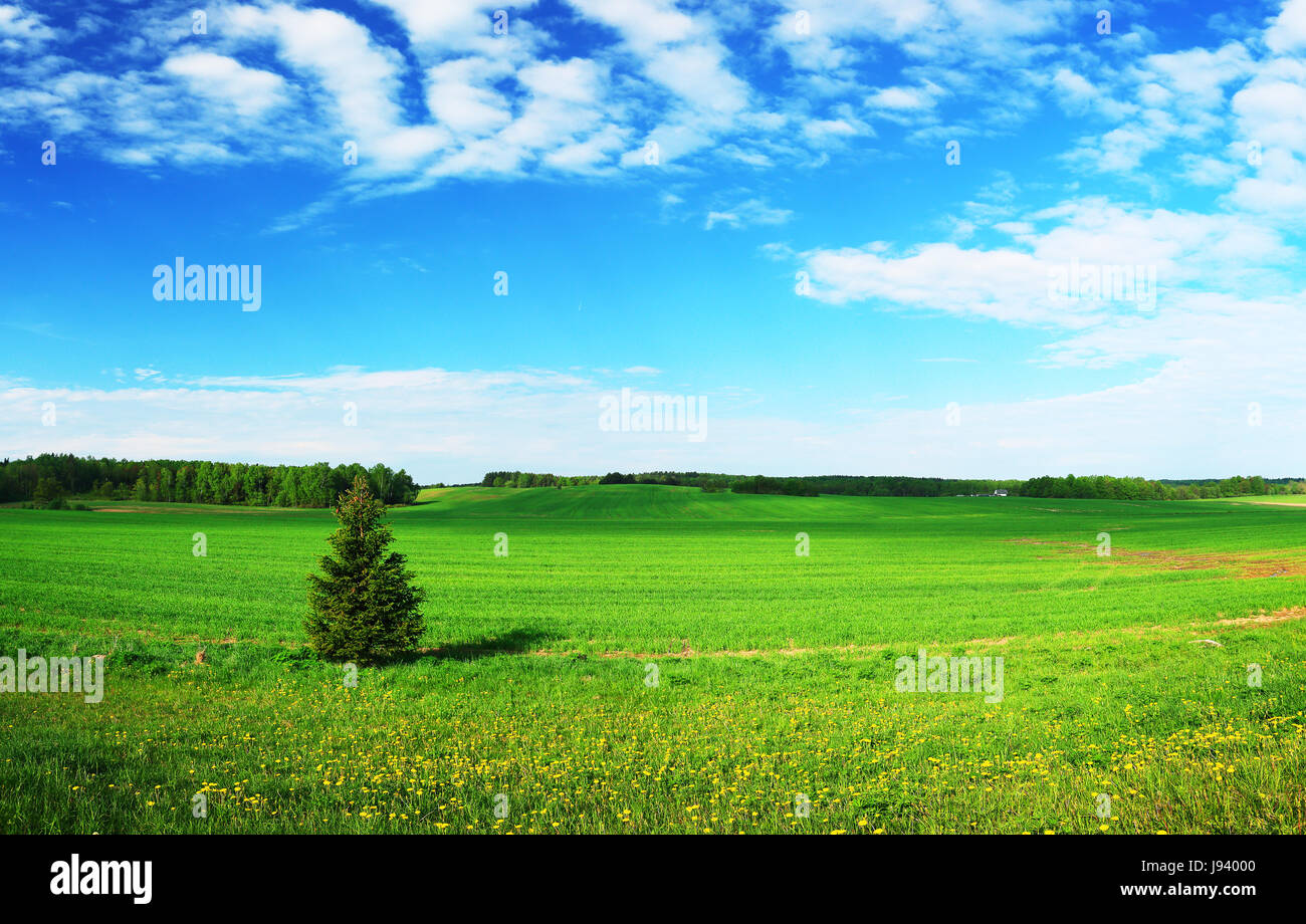 Grüne Wiese und blauer Himmel. Lebendige Sonnentag Landschaft. Stockfoto