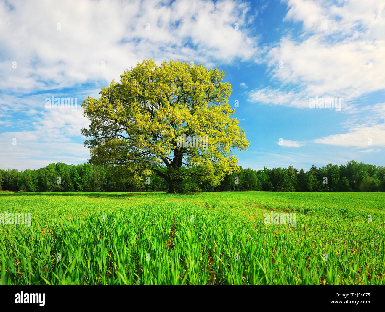 Grüner Baum auf Wiese vor blauem Himmelshintergrund. Lebendige Sonnentag. Stockfoto