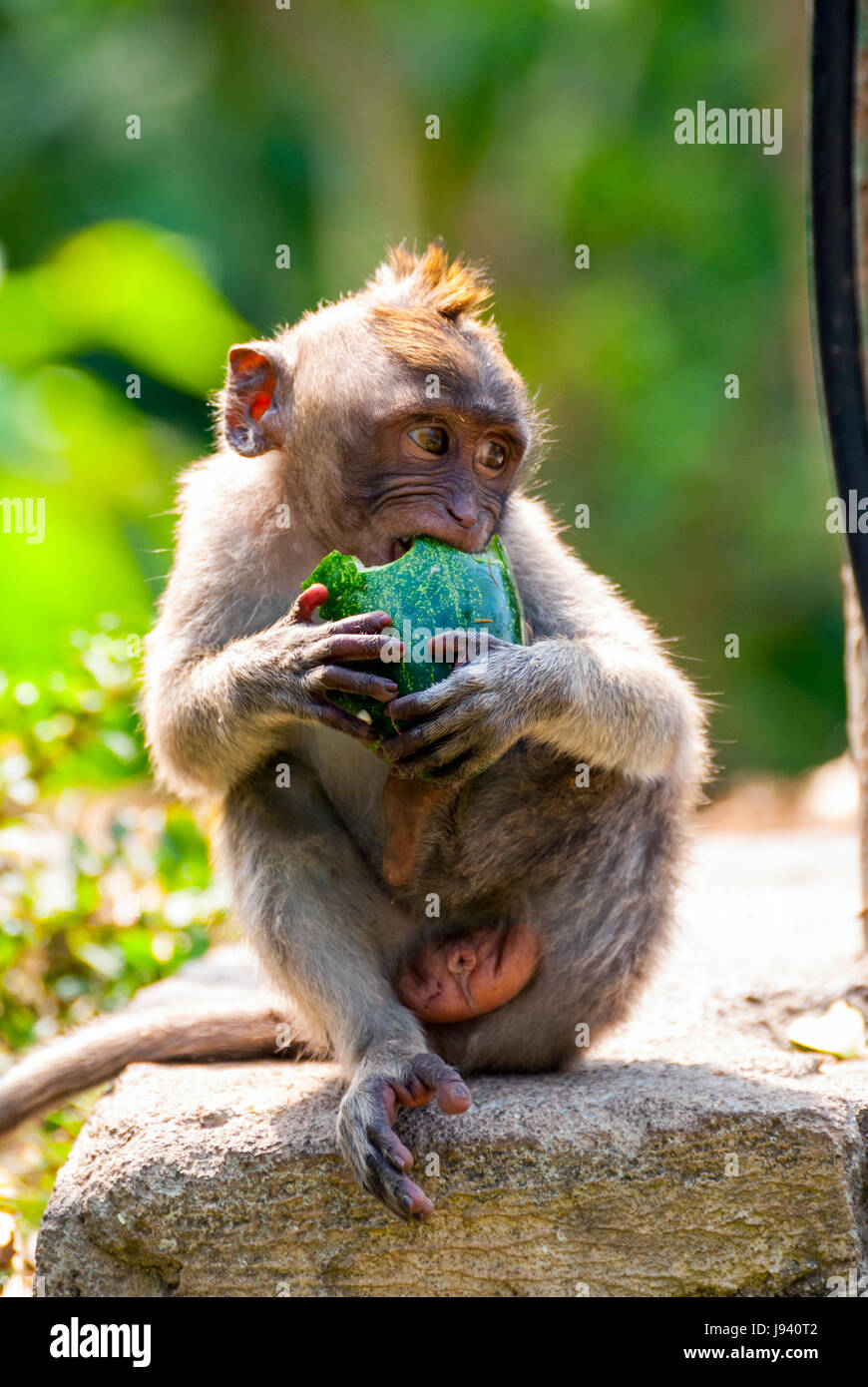 Junge Long-tailed Macaque Affen Essen in einem park Stockfoto