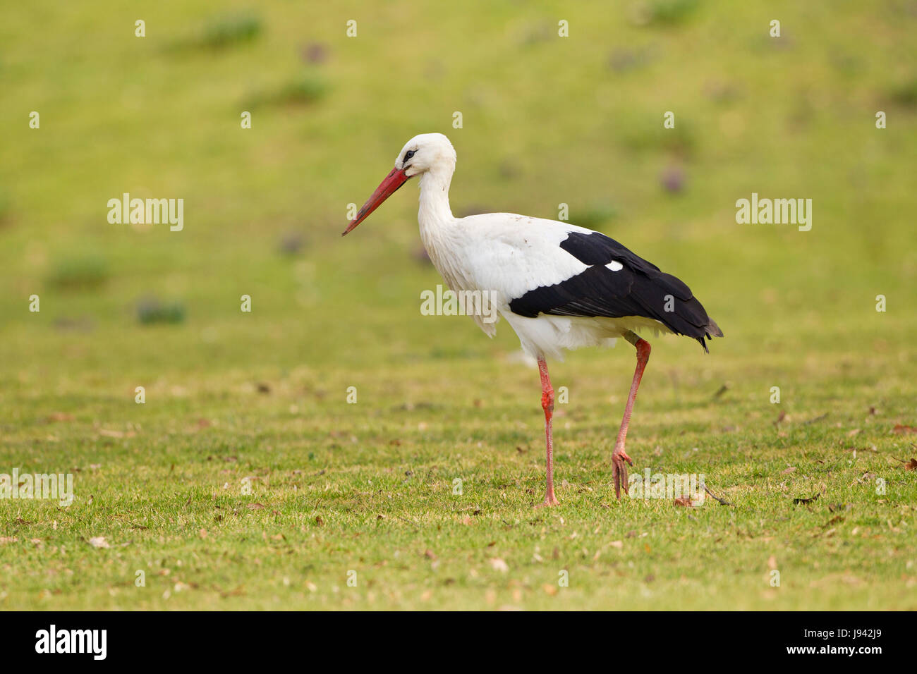 Tier, Vogel, wild, Vögel, horizontal, Natur, Tier, Vogel, grün, Vögel, Stockfoto