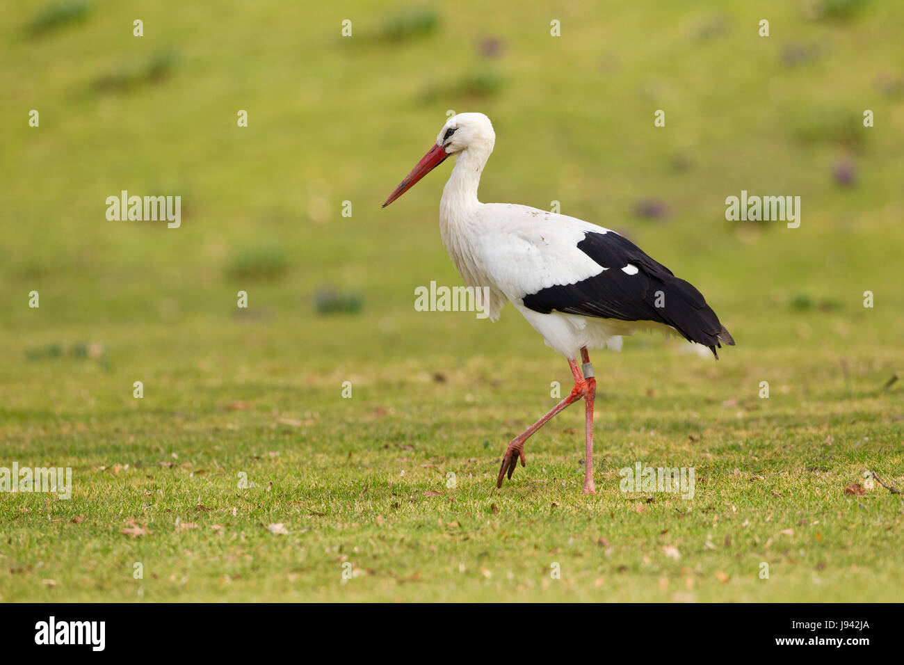 Tier, Vogel, wild, Vögel, horizontal, Natur, Tier, Vogel, grün, Vögel, Stockfoto