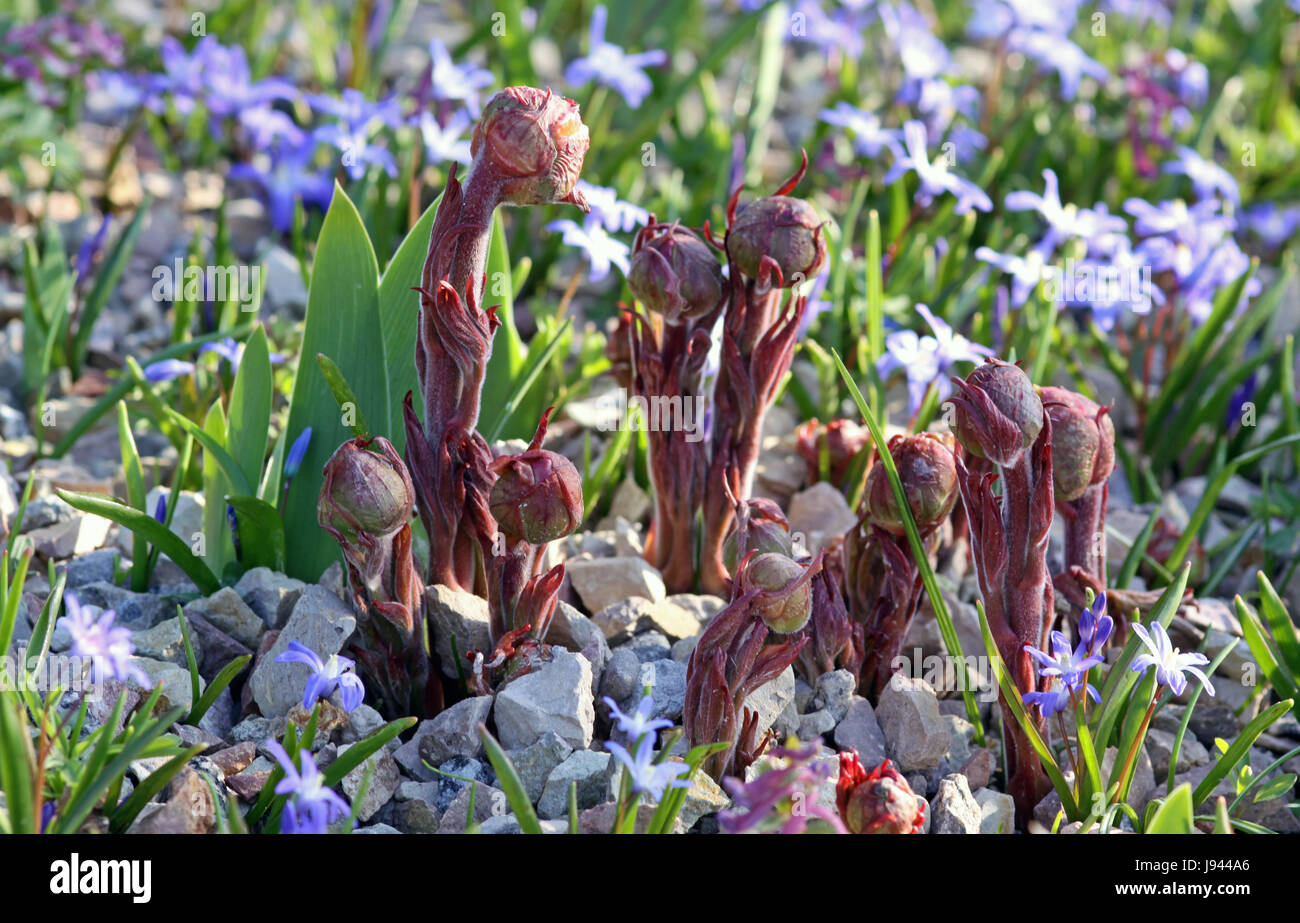 chinesische Pfingstrosen [Paeonia Lactiflora] Stockfoto