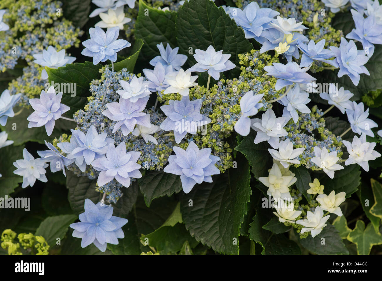 Hydrangea Macrophylla 'Feuerwerk blau' Stockfoto