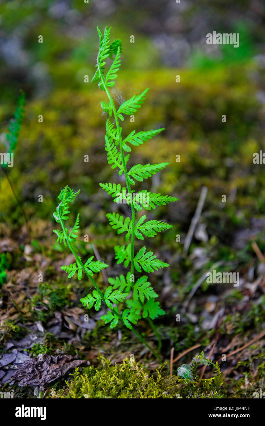 Grüne Farn schießt auf bemoosten Steinen wachsen Stockfoto