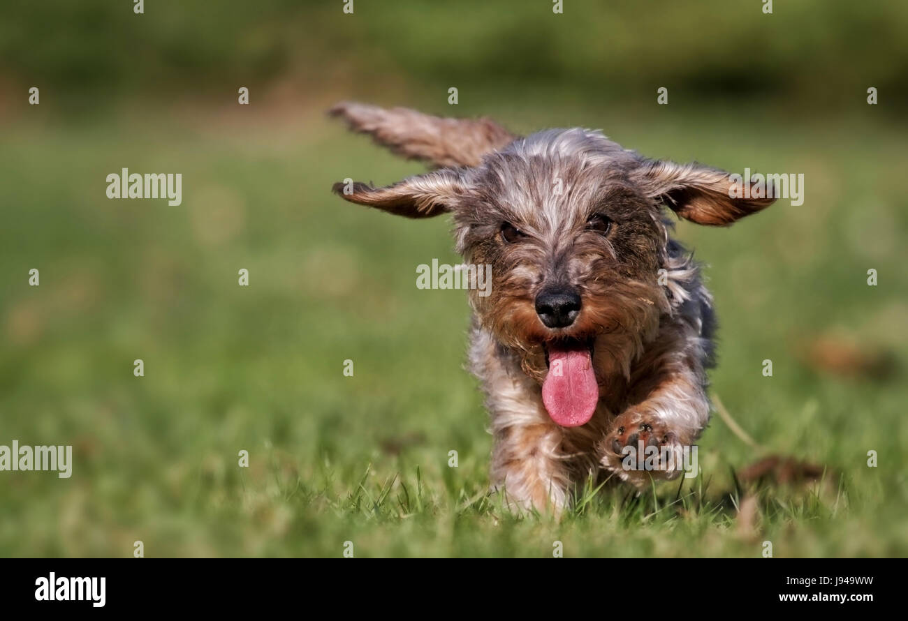 Bewegung, Verschiebung, Bewegung, Bewegung, Flug, Mund, Zunge, Augen, Flügel, Stockfoto