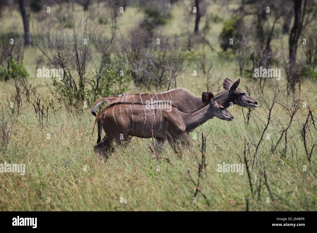 Kudu-Weibchen Stockfoto