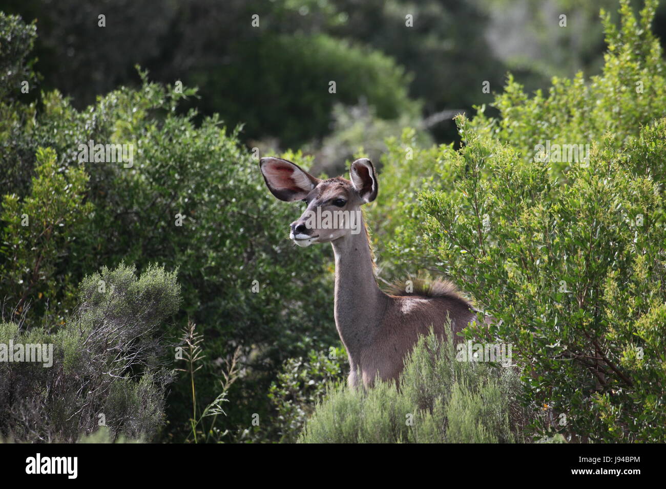 Kudu-Kuh Stockfoto