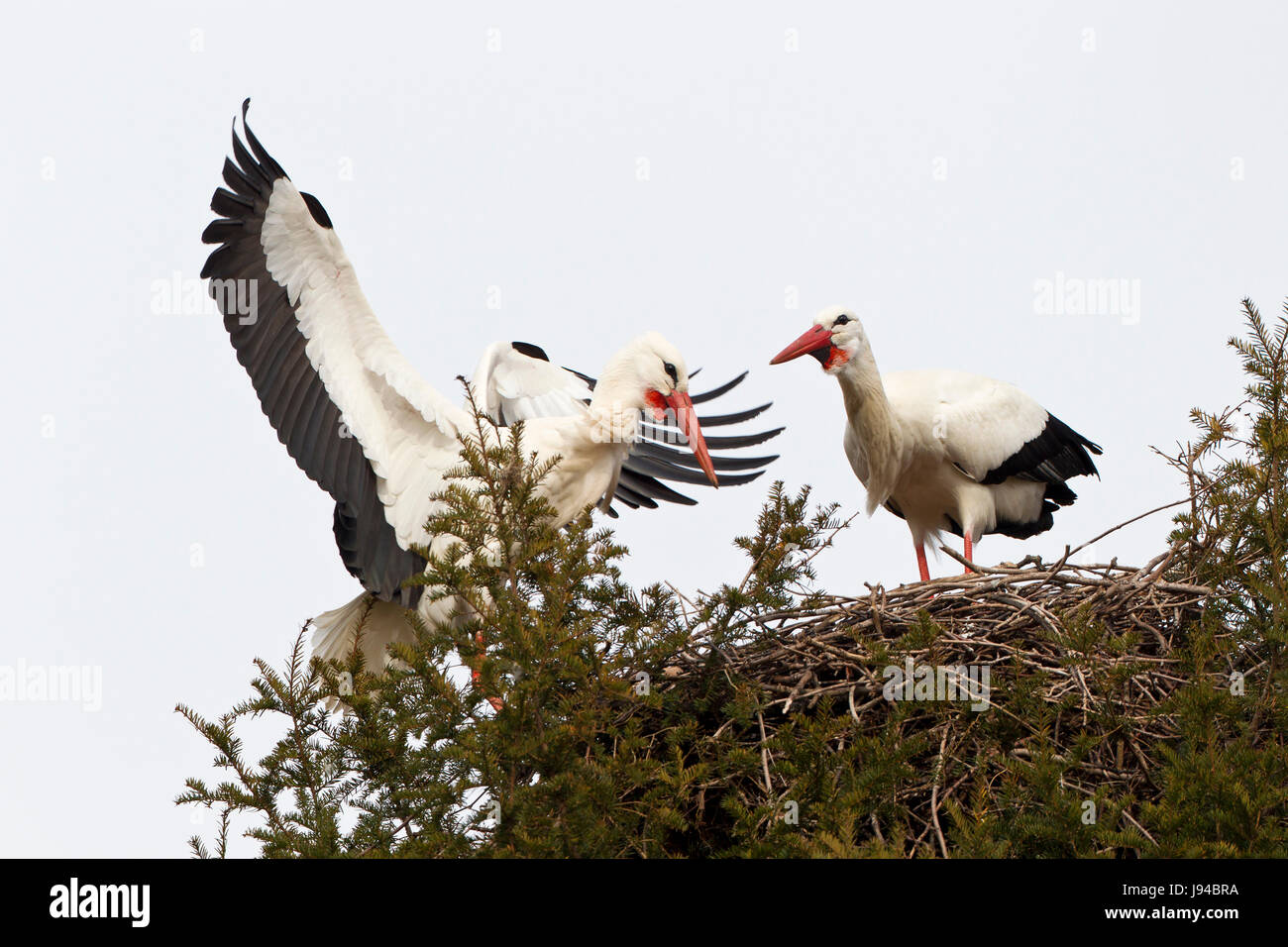 Weißstorch (Ciconia Ciconia) Stockfoto