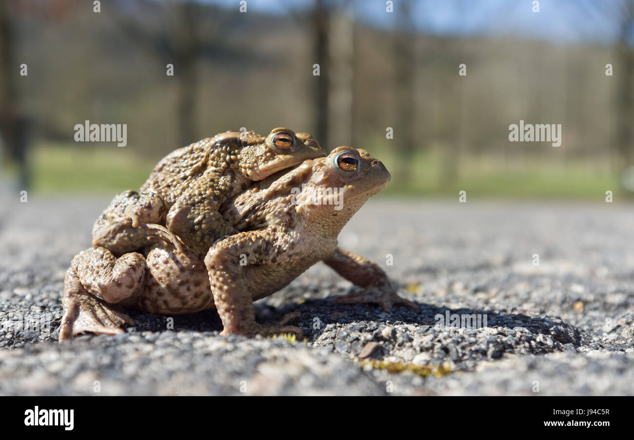 Säugetier, Frosch, Kröten, Fortpflanzung, Paarung, Mate, Liebe, verliebt,  verliebt Stockfotografie - Alamy
