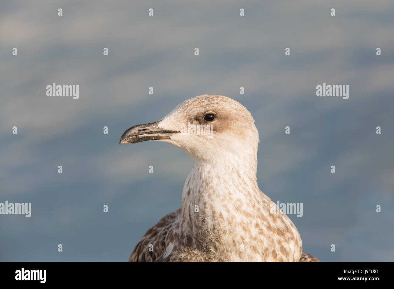 detailliertes natürliche Portrait von Möwe Vogel im Sonnenlicht mit glattem Wasser im Hintergrund Stockfoto
