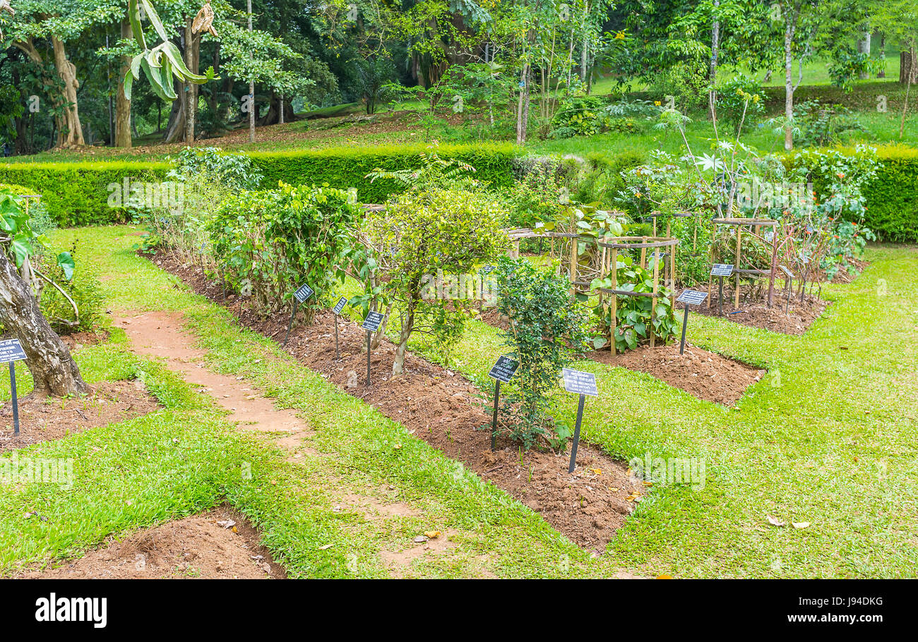 Botanischer Garten In Peradeniya Ist Der Beste Ort Um