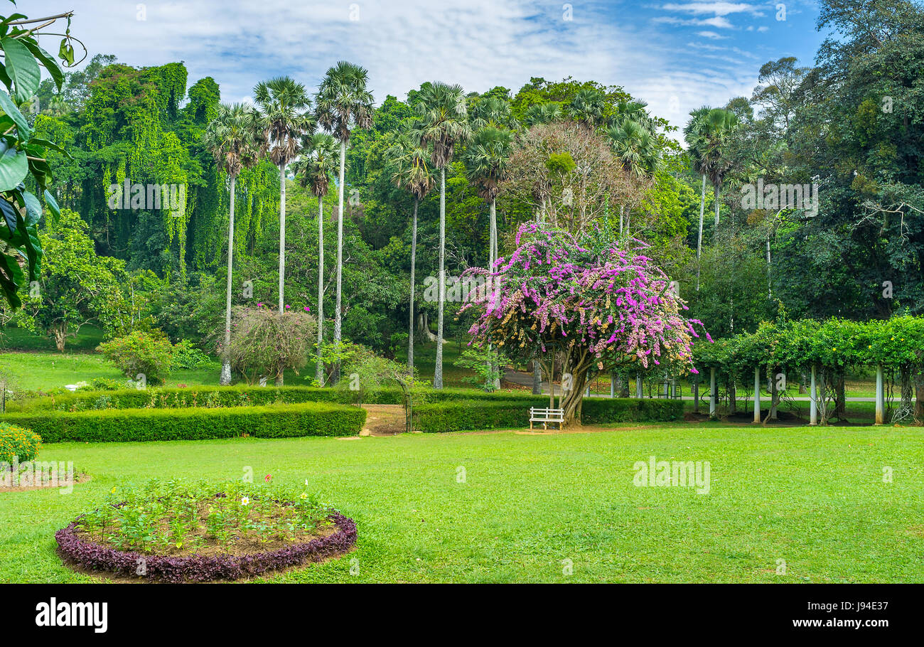 Blume Garten von Paradeniya königlichen botanischen Garten in Kandy ist der beste Ort für romantische Spaziergänge, Sri Lanka. Stockfoto