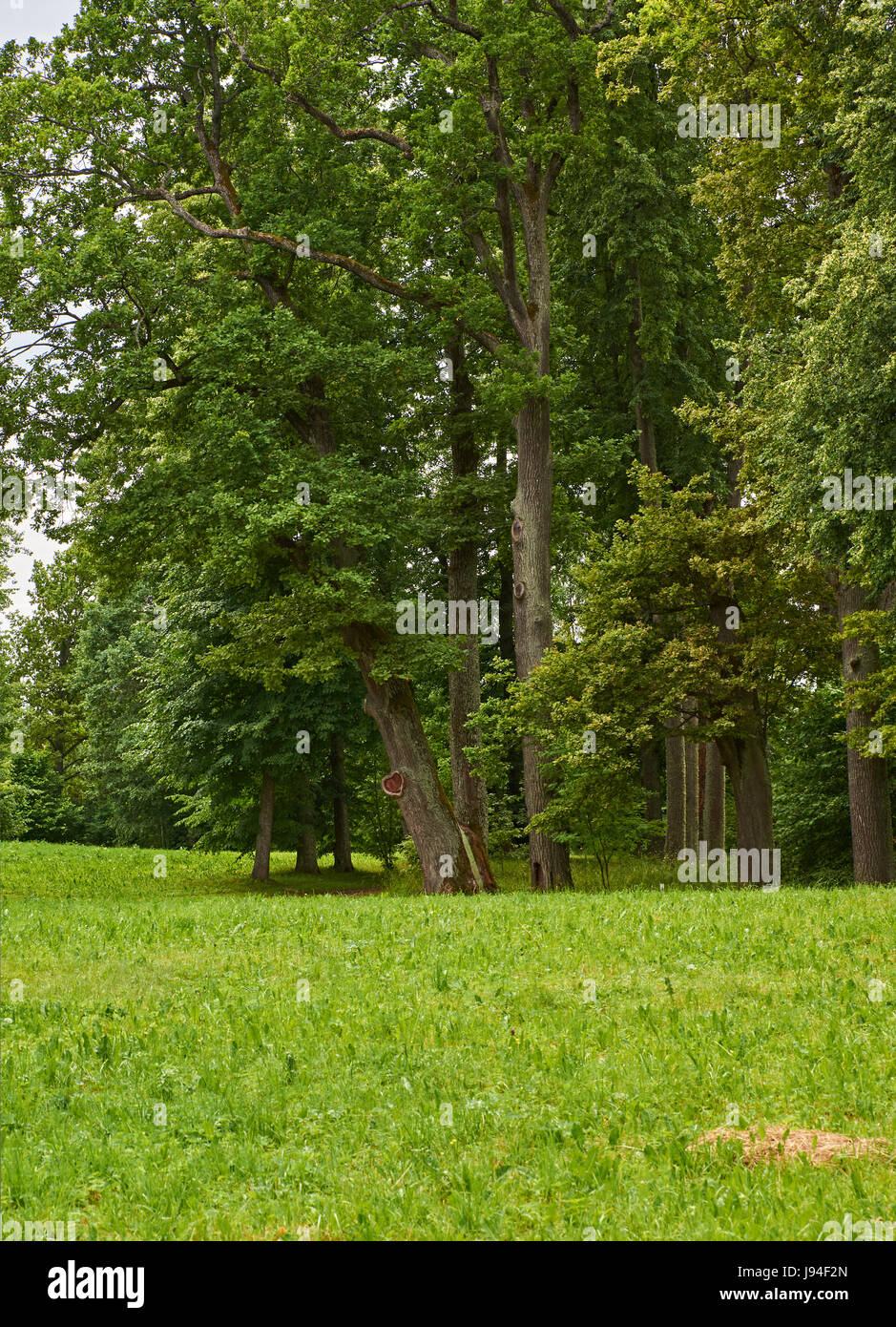 Herz auf einem Baum. Am Stamm des Baumes ist ein Knoten, der wie ein Herz geformt ist. Russland, Pskow, Sommer, Landschaft, Natur Stockfoto