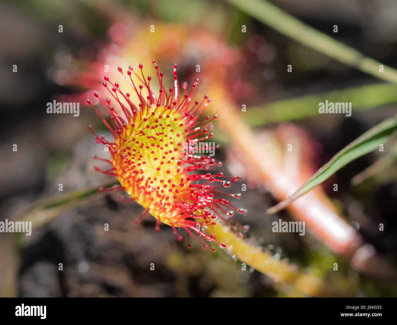 Close-up Common oder Runde-leaved Sonnentau (Drosera Rotundifolia) zeigt fleischfressende Tentakeln Stockfoto