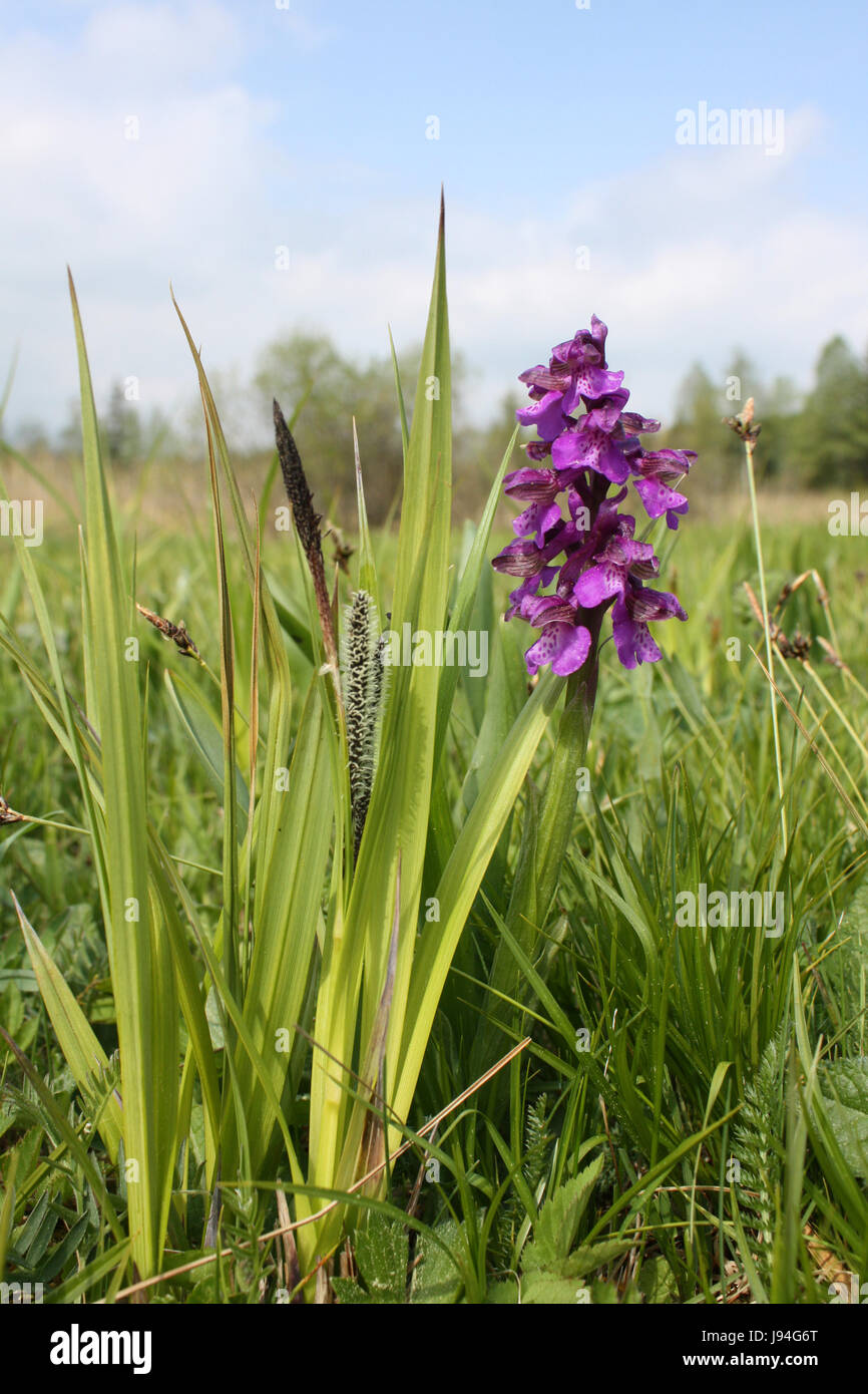 Erhaltung der Natur, lila, gemütlich, Inland, Blume, Orchidee, Pflanze, Blüte, Stockfoto