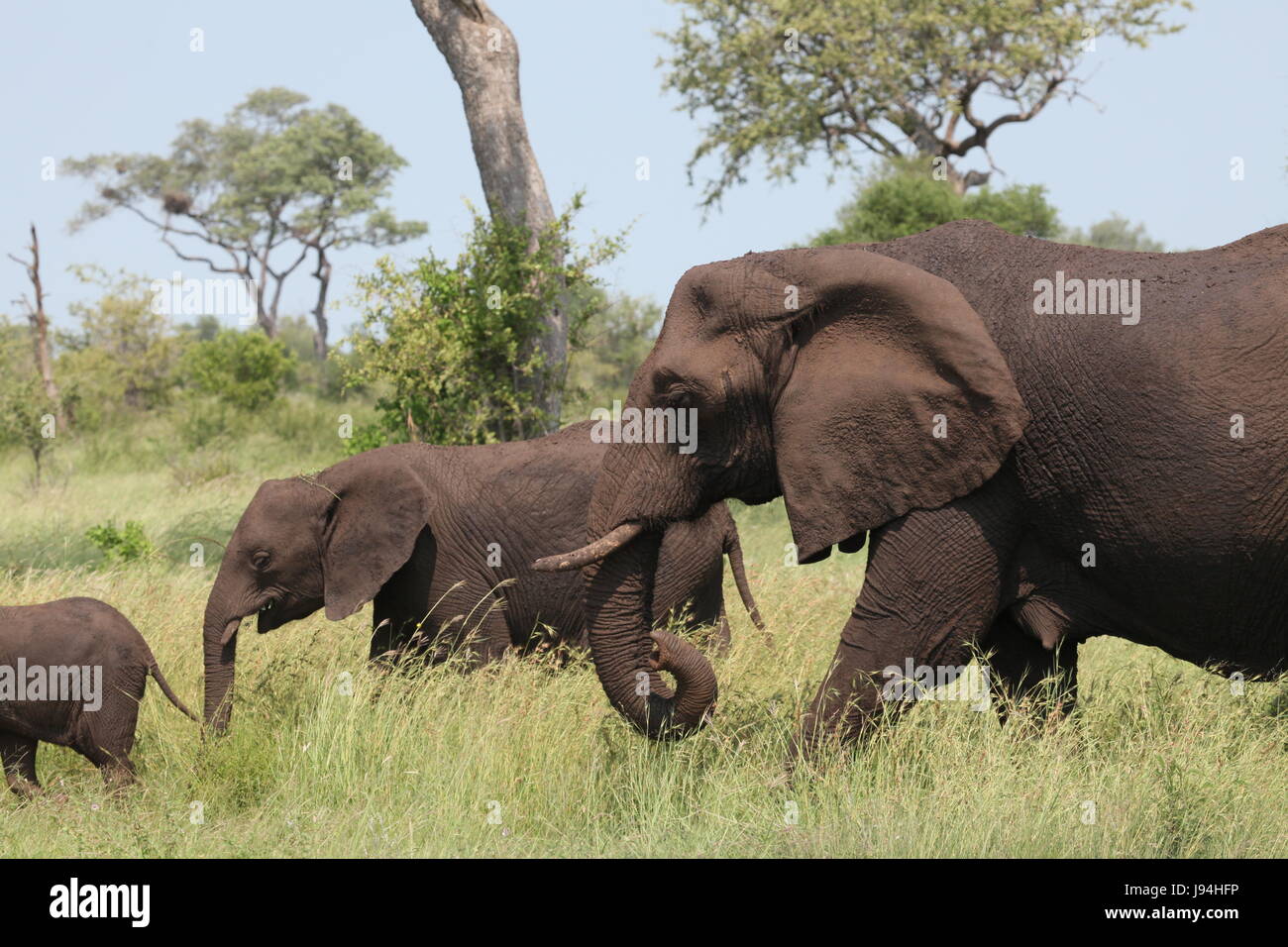 Elefanten, Südafrika, Kuh, Kalb, afrikanisch, Elefanten, Südafrika, Kuh, Stockfoto