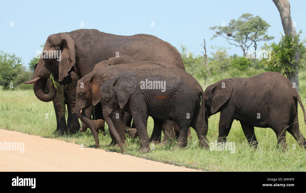Elefanten, Südafrika, Kuh, Kalb, afrikanisch, Elefanten, Südafrika, Kuh, Stockfoto