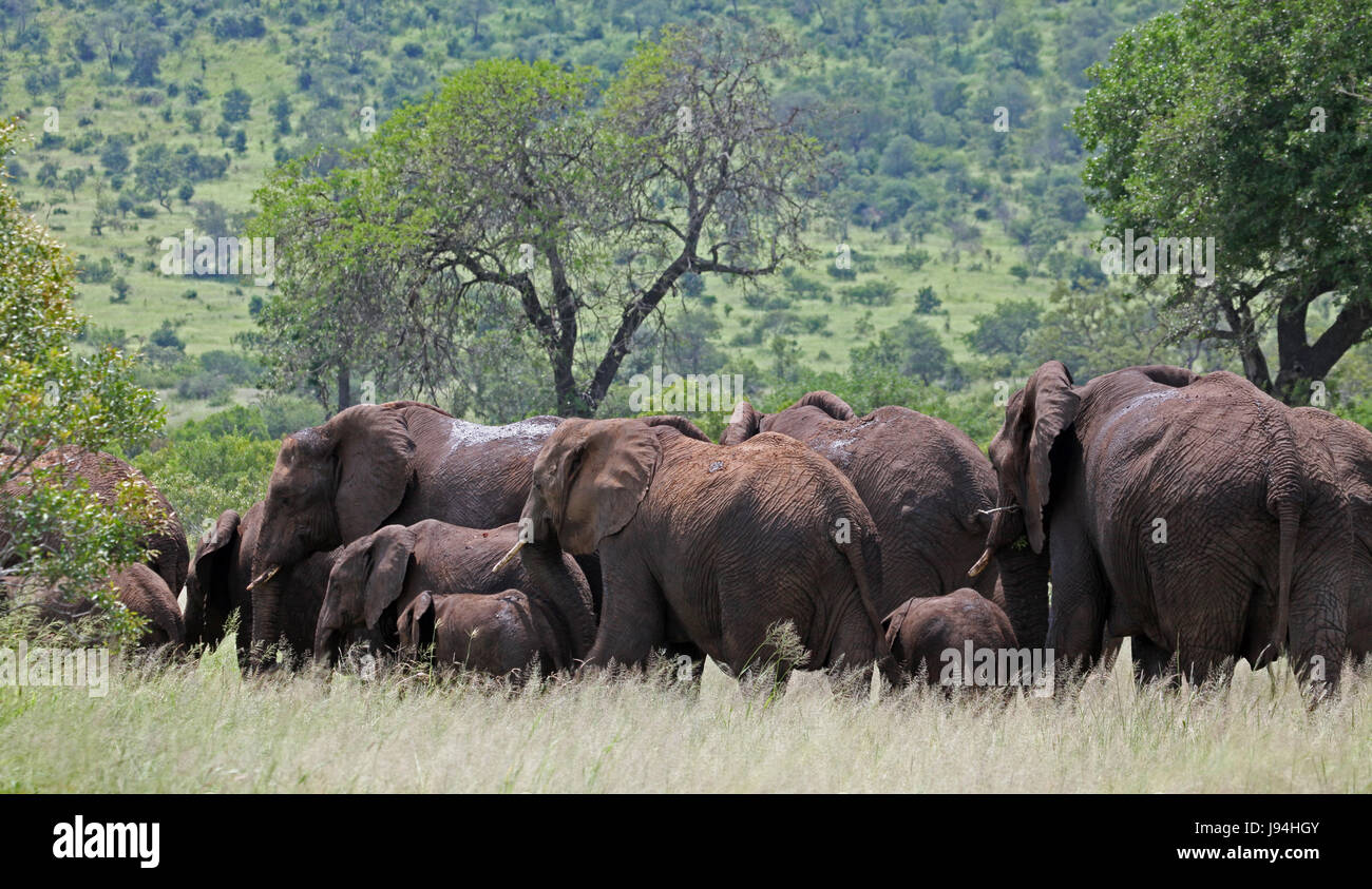 Elefanten, Südafrika, Kuh, Herde, Kalb, afrikanisch, Elefanten, Südafrika, Stockfoto