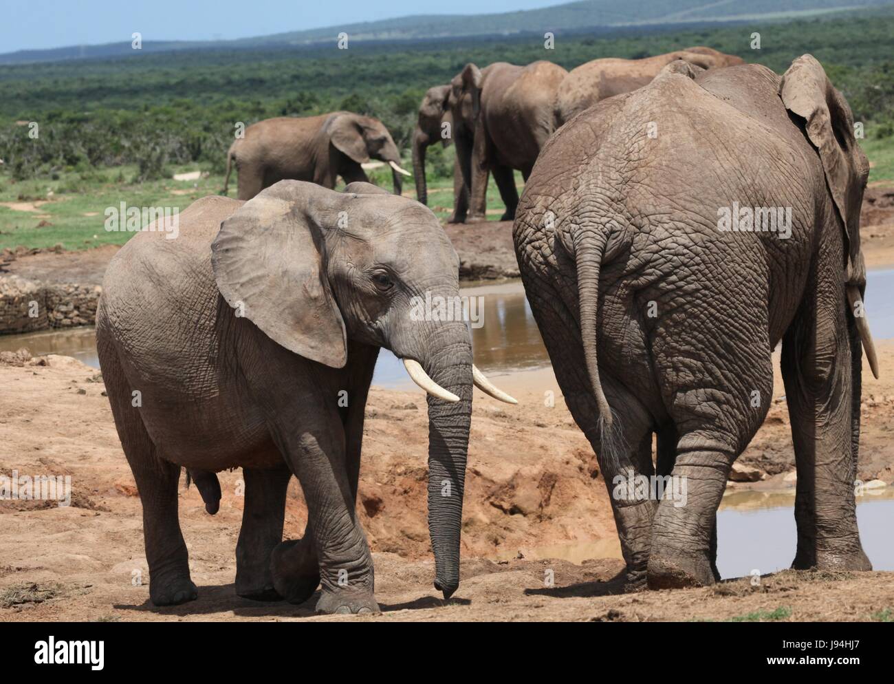 Elefanten, Südafrika, afrikanisch, Wasserloch, Elefanten, Südafrika, Afrika, Stockfoto