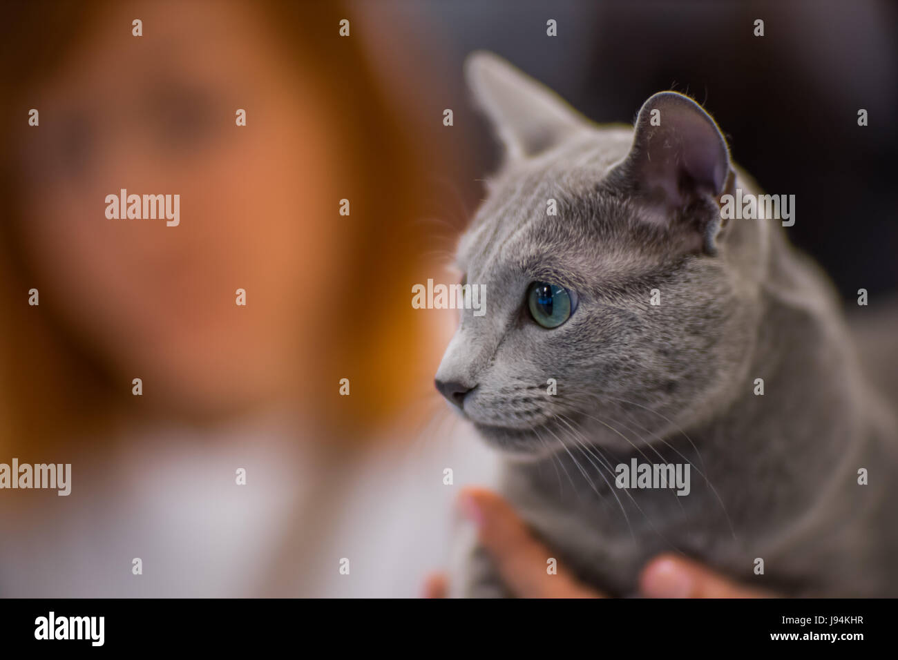 Russisch Blau Katze Porträt - Rassekatze Stockfoto