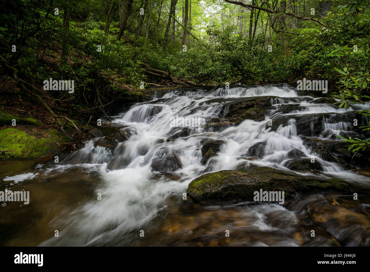 Wildcat Creek liegt in Rabun County im Norden Georgiens.  Es fließt in der Regel West nach Ost, mündet in Lake Burton entlang der westlichen Seite.  Es gibt einen gut entwickelter Campingplatz entlang Wildcat Creek Road, die den Zugang zu den Creek in diesem Bereich ist.  Es ist jährlich mit Regenbogenforellen bestückt und ist sehr beliebt bei Fischer. Stockfoto