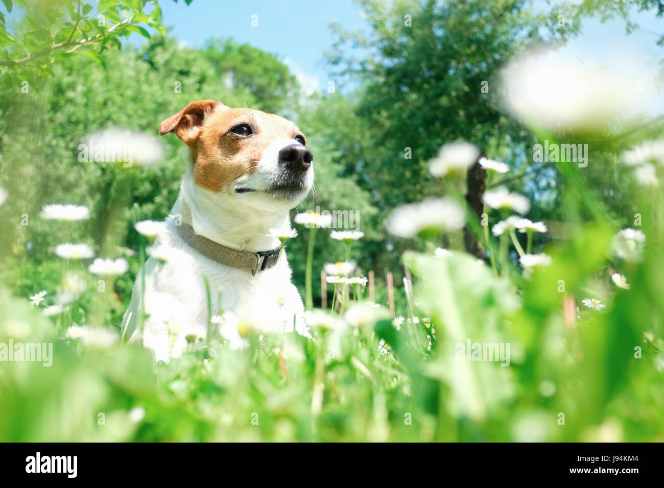 Weiß jack Russel Terrier in Blumen. Sonniger Tag im Sommer Stockfoto