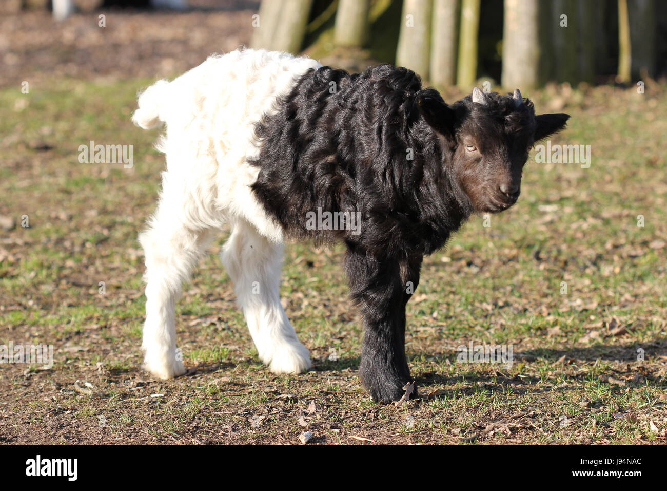 Ziege, Zoo, Schweiz, Frühling, Kind, junges Tier, Kind, niedlich, Glanz  Stockfotografie - Alamy