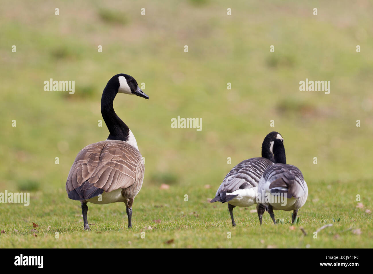 Tier, Wild, Horizontal, Gans, einige, mehrere, wenige, Tier, Tiere, schwarz, Stockfoto