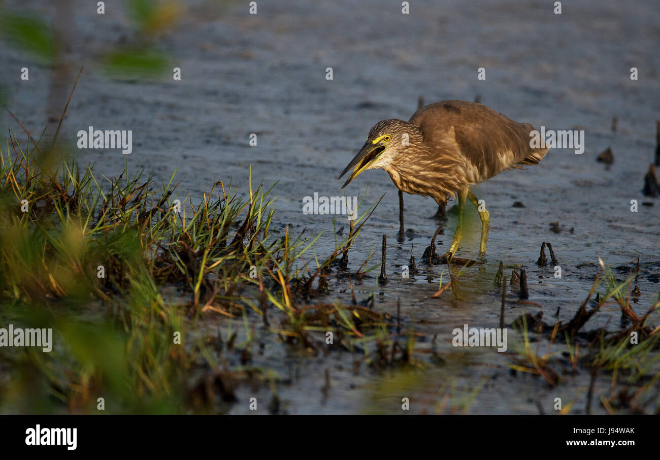 Indischen Teich Heron (Paddy Vogel) Angeln Stockfoto