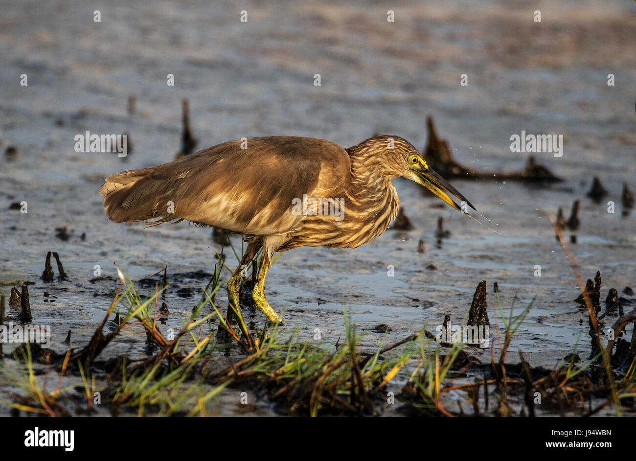 Indischen Teich Heron (Paddy Vogel) Angeln im Fluss-Ufer Stockfoto