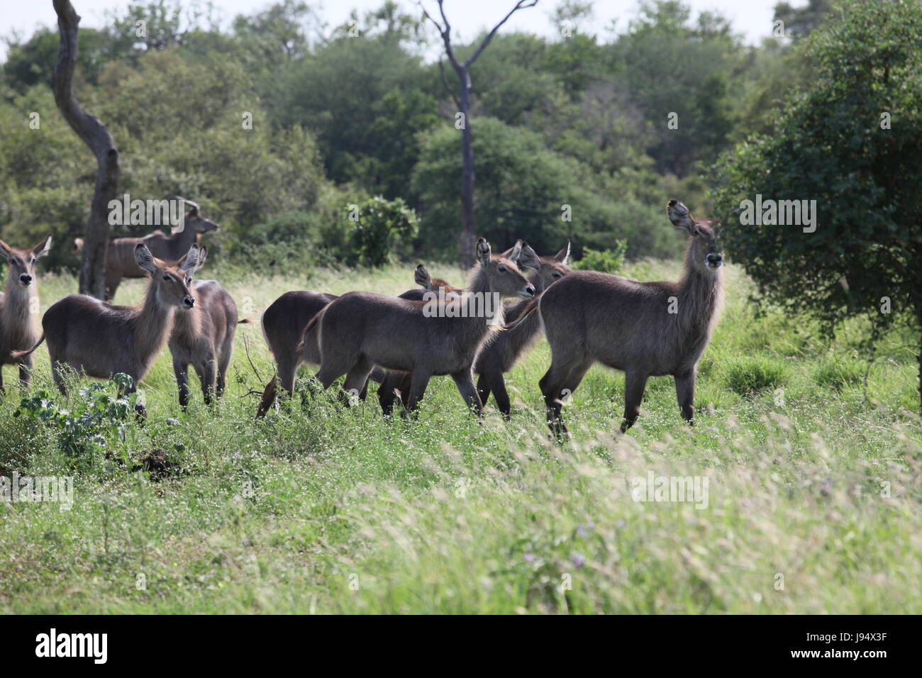 Weiblich, Süd Afrika, Kuh, Antilope, Wiederkäuer, Weiblich, Südafrika, Kuh, Stockfoto