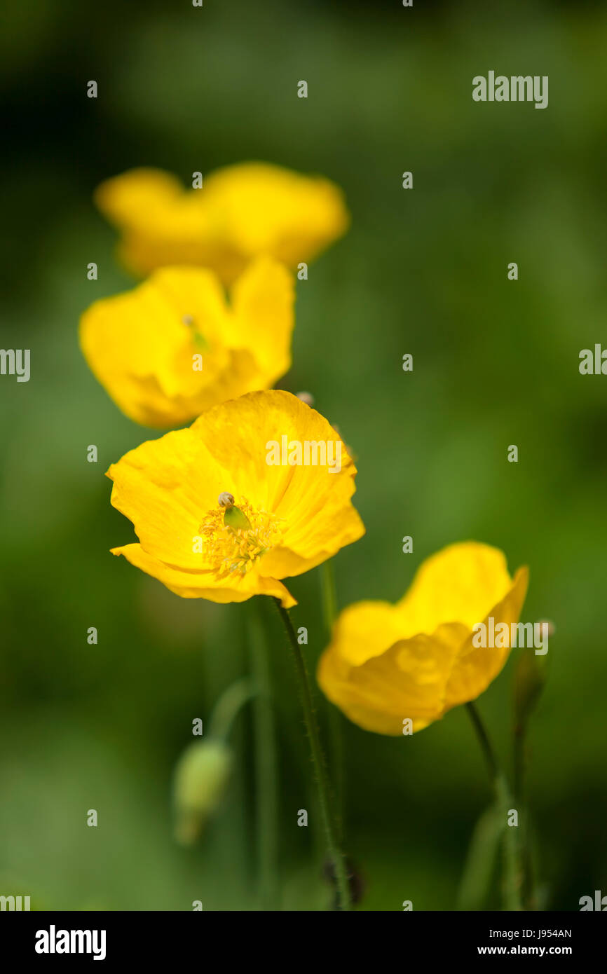 gelber Mohn Blumen in einem Garten, flachen Schärfentiefe Stockfoto