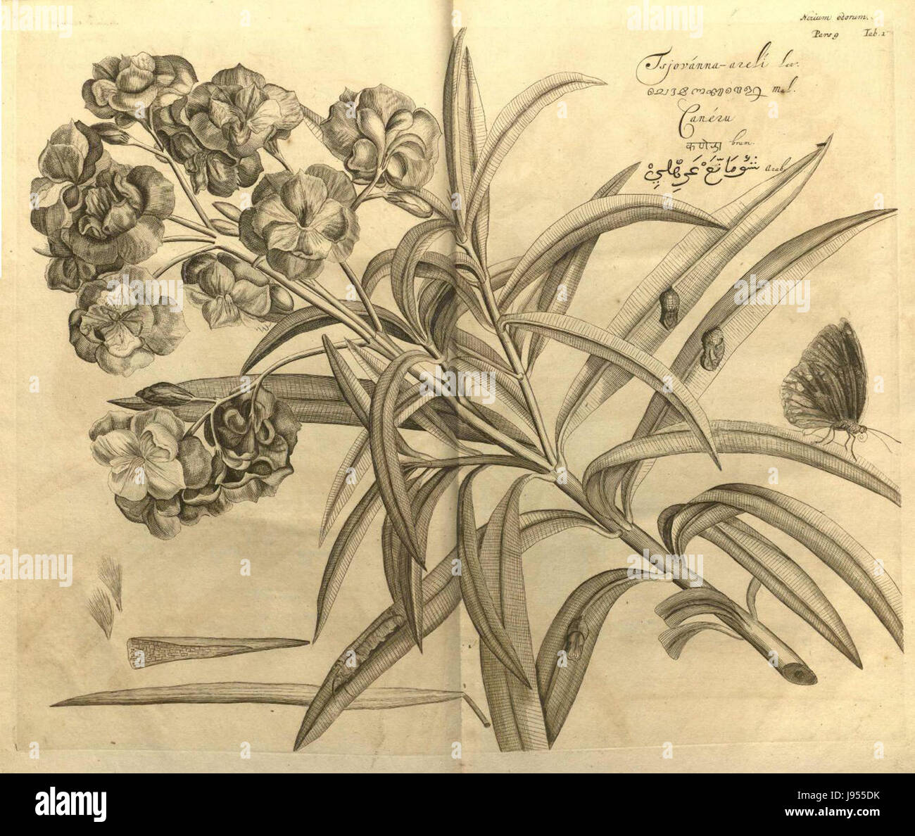 Nerium Oleander ist ein blühender Sträucher, der für seine toxischen Eigenschaften bekannt ist. Sie ist in Mittelmeerregionen weit verbreitet und als Zierpflanze beliebt, obwohl sie aufgrund ihrer Toxizität gefährlich ist. Stockfoto