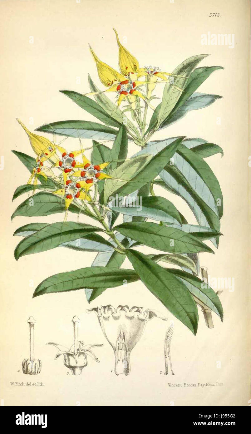 Pfeilgifte speciosus00 Stockfoto