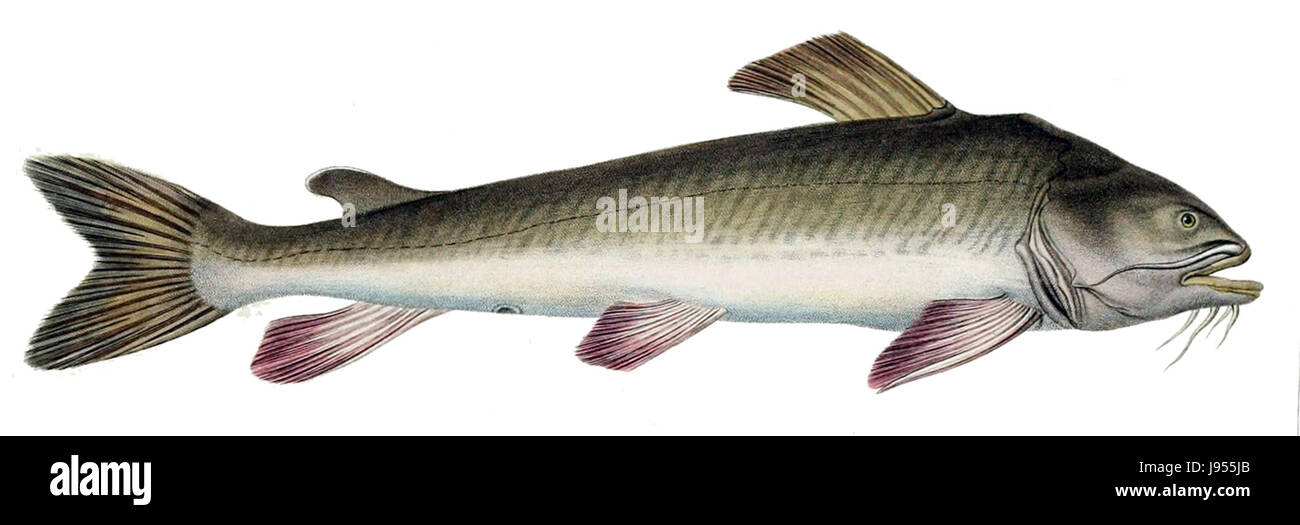 Pseudopimelodus mangurus ist eine Art von Welsen, die im Amazonasbecken und im Orinoco-Becken vorkommt. Sie zeichnet sich durch ihren langen, schlanken Körper und die glatte Haut aus, die typisch für die Familie der Pimelodidae ist. Diese Art lebt in langsam bewegten Gewässern und ernährt sich von Geröll und kleinen Wirbellosen. Stockfoto