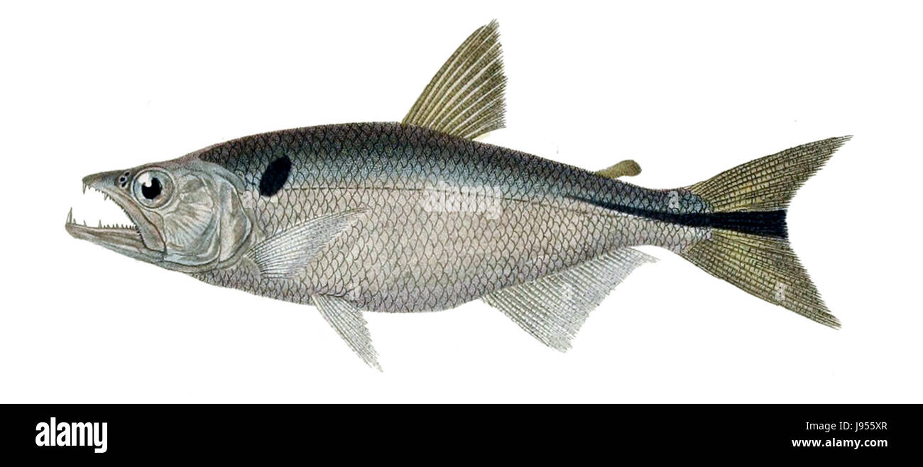 Oligosarcus hepsetus ist eine Fischart in Südamerika, insbesondere im Amazonasbecken. Er ist bekannt für seine Rolle in lokalen Ökosystemen und als Teil der aquatischen Artenvielfalt. Stockfoto