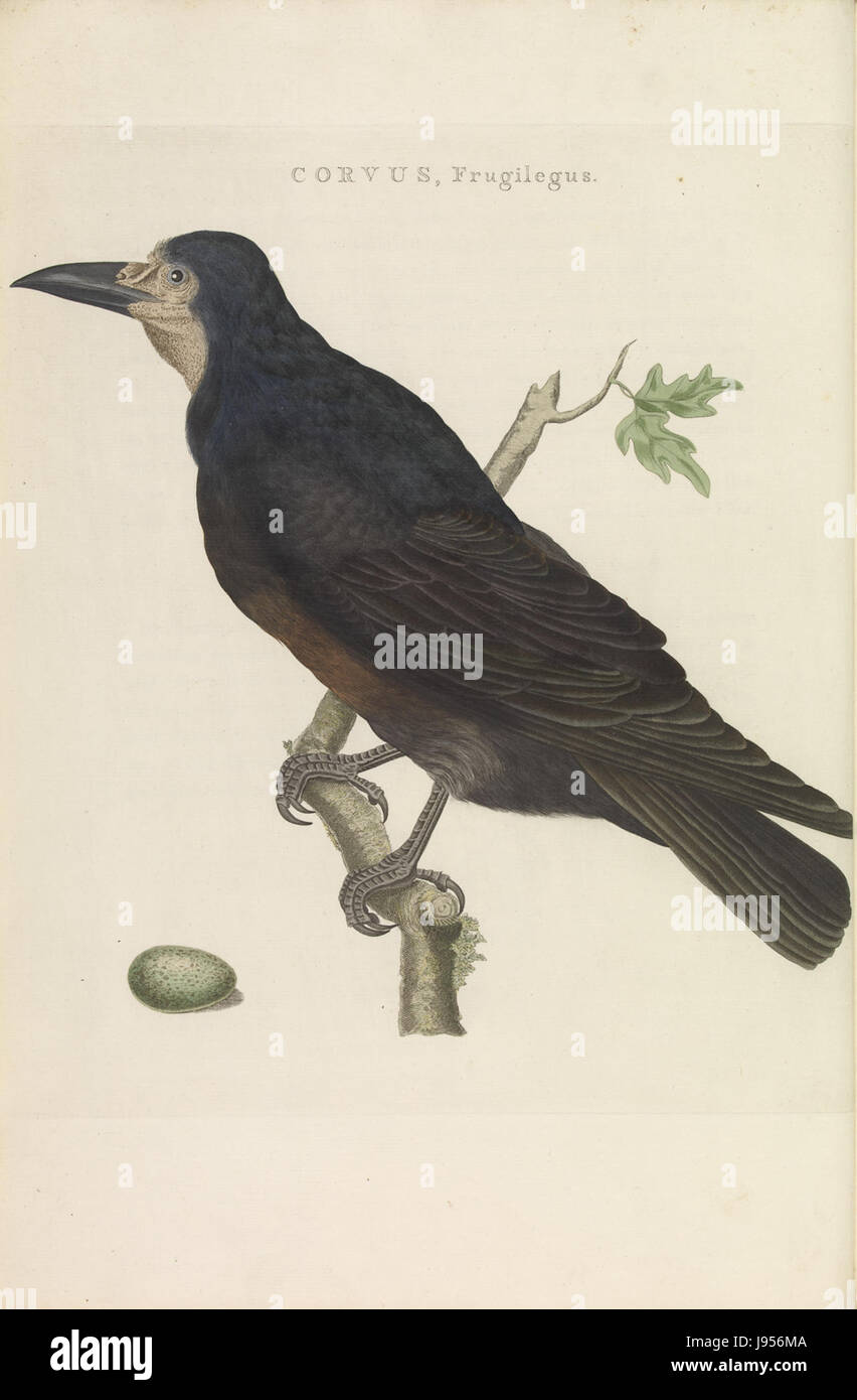 Nederlandsche Vogelen (KB) Corvus Frugilegus (199pl) Stockfoto