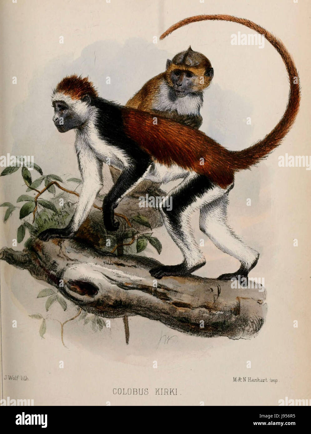 Piliocolobus Kirkii grau Stockfoto