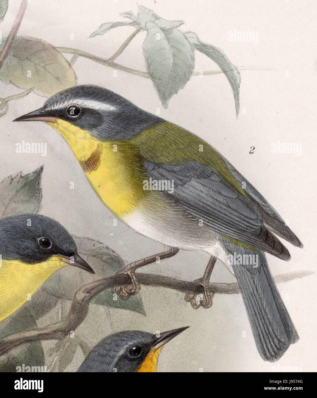 Oreothlypis Superciliosa 1902 Stockfoto