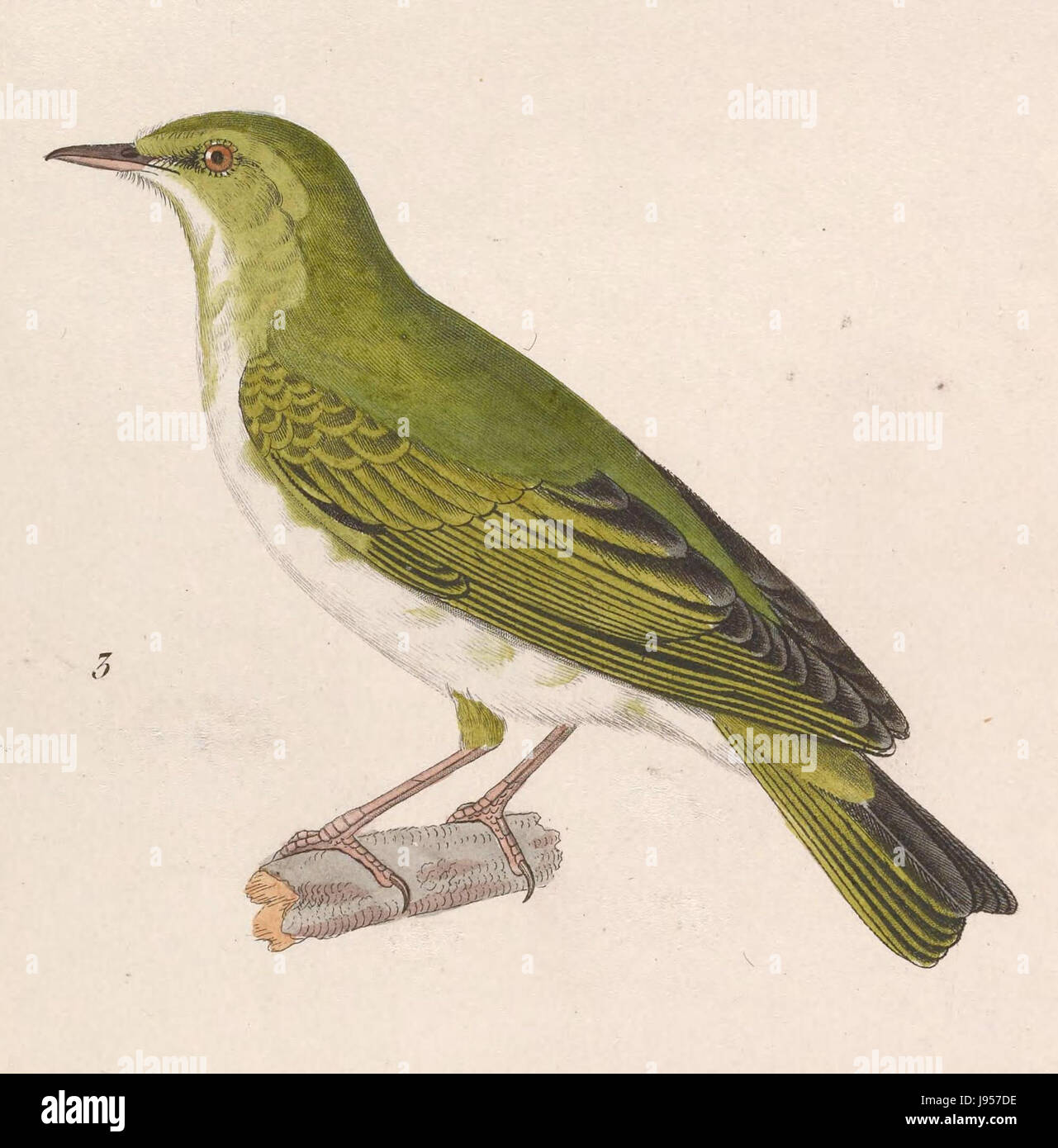 Phylloscopus sibilatrix, auch bekannt als Holzfäller, ist eine kleine Vogelart, die in gemäßigten Regionen Europas vorkommt. Seine ausgeprägten Ruf- und Migrationsgewohnheiten machen ihn unter Ornithologen bemerkenswert. Stockfoto