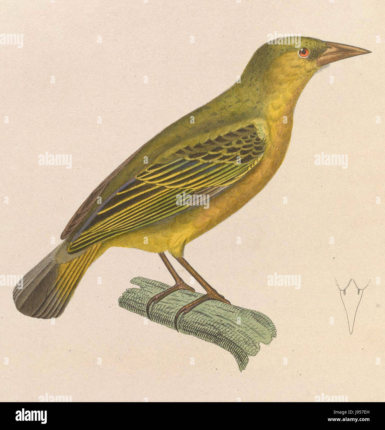 Ploceus Capensis Capensis weibliche 1838 Stockfoto