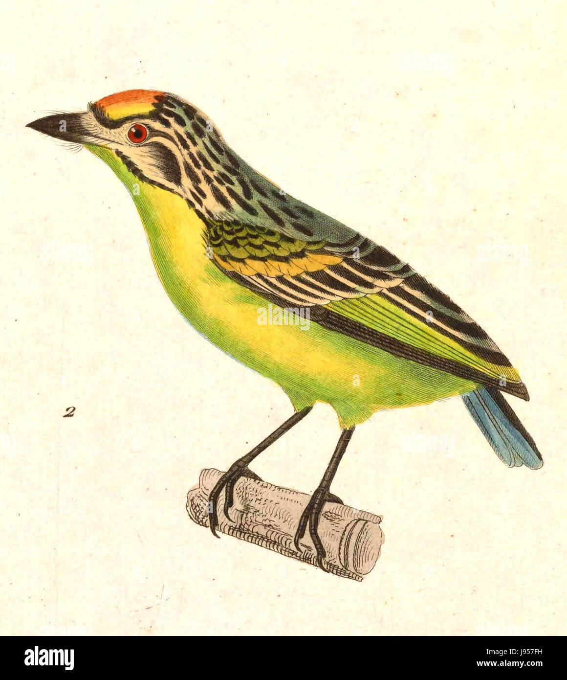 Pogoniulus chrysoconus, auch bekannt als der gelbummige Zinkvogel, ist eine Vogelart in Afrika. Er ist bekannt für sein markantes Gefieder, besonders für seine gelben Rumpelfedern. Stockfoto