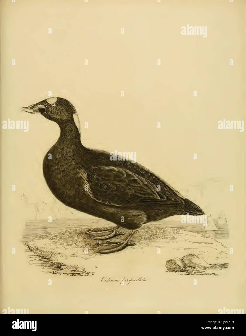 PJ Selby02 Stockfoto