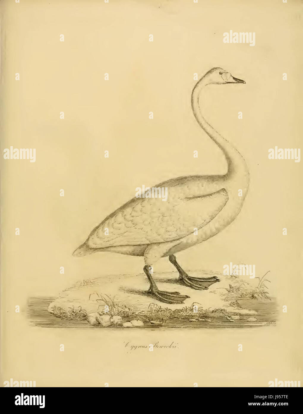 PJ Selby03 Stockfoto